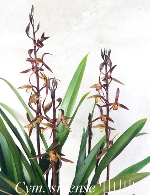 Cymbidium sinense 'ShanChuan' (Cymbidium)