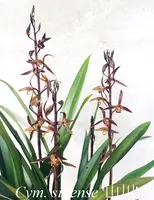 Cym. sinense 'ShanChuan' (CYMS20) ( - - sinense )