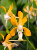 Neofinetia falcata x Vanda denisoniana — No
