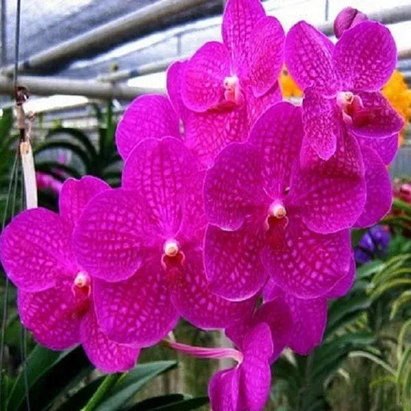 Vanda Pachara Delight Pink (Vanda)