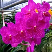 Vanda Pachara Delight Pink