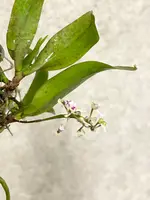Saccolabiopsis pusilla | rare mini | SapphireChild Orchids