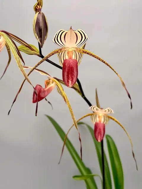 Paphiopedilum Lady Isabel 'Big Plant' (Paphiopedilum)