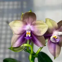 MCL220 Phalaenopsis Mituo Blue Firefly 'Purple Mist'