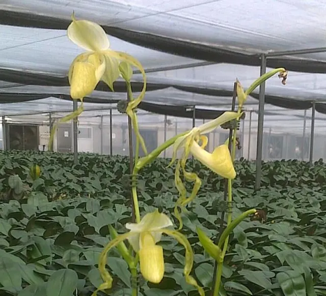 Paphiopedilum stonei fma album x self (Paphiopedilum)