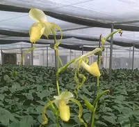 Paphiopedilum stonei fma. album x self