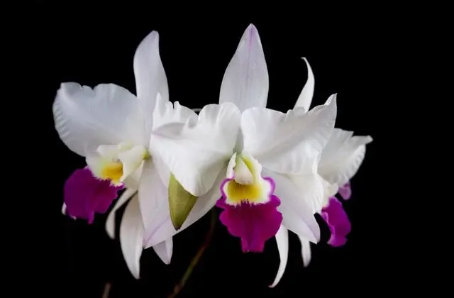 Cattleya Alliance - Laeliocatarthron Village Chief Parfum