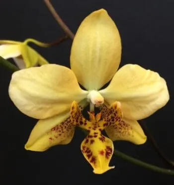 Phalaenopsis stuartiana var nobilis 'Yellow'