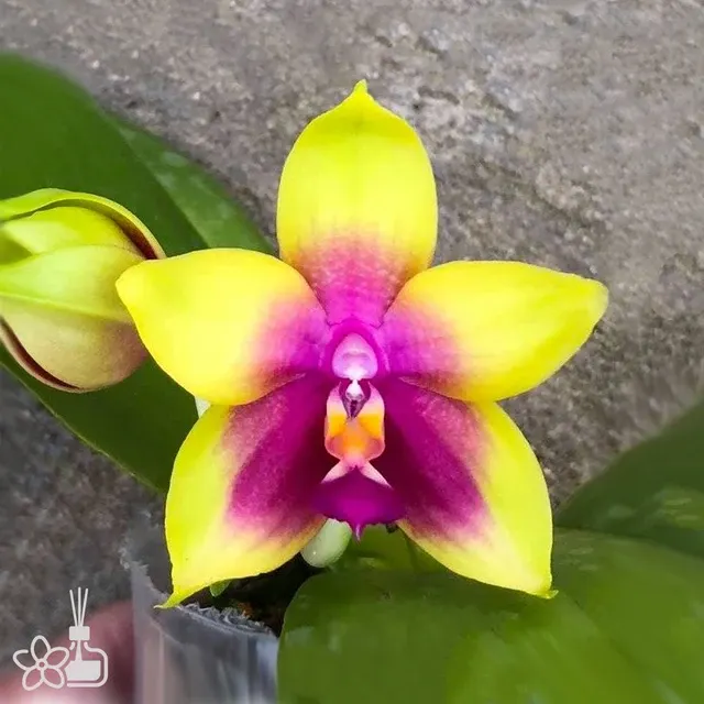 Phalaenopsis Miki Mok Choi Bear Queen '774'