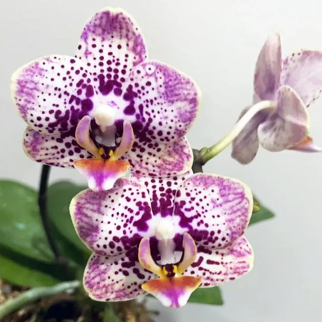 Phalaenopsis Lucky Star 'G108'