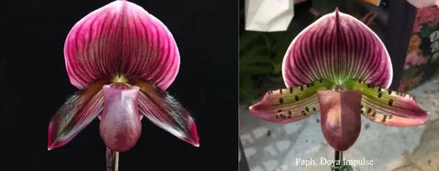 Paphiopedilum Hung Shen Bay x Doya Impulse (Paphiopedilum)