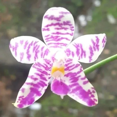 Phalaenopsis pulchra (Phalaenopsis)