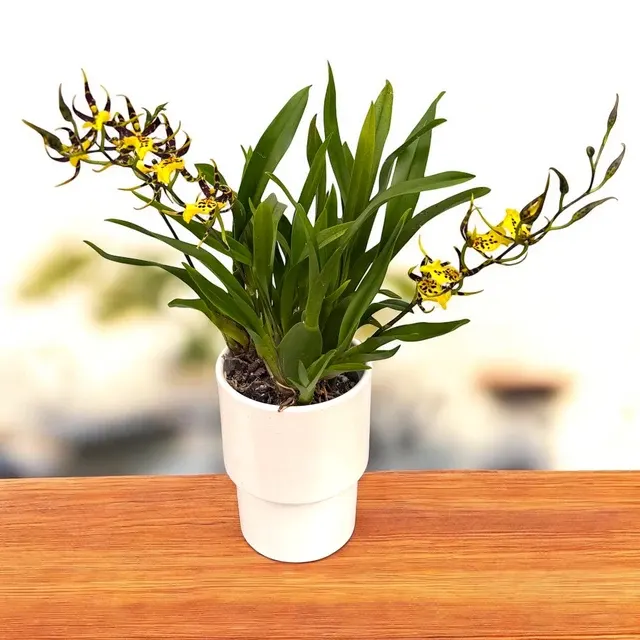 Oncidium Holm’s Wizard Var. #10 - Exemplare Dezvoltate