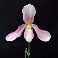 Paph. niveum X Paph. haynaldianum