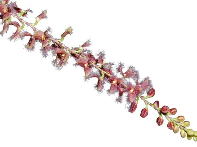 Stelis ciliaris (Stelis)