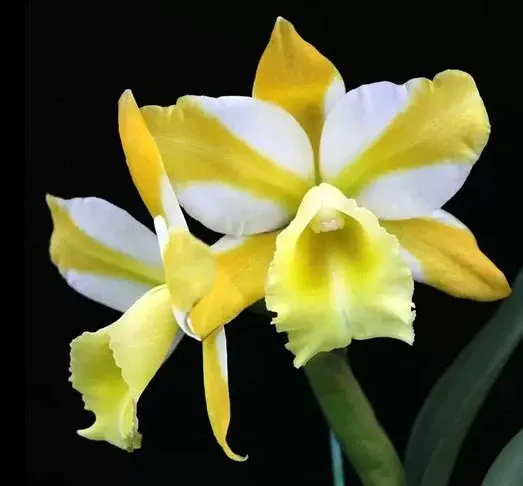Cattleya Alliance: Rlc. Hua Young Gold Pretty (Cattleya)