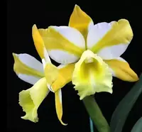Cattleya Alliance: Rlc. Hua Young Gold Pretty