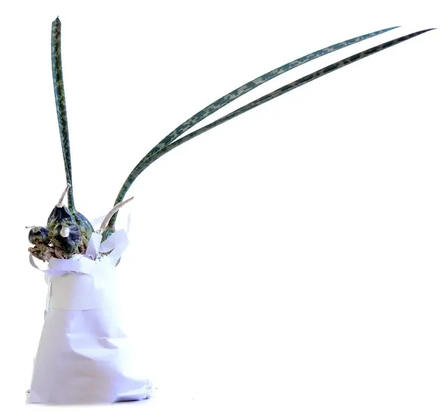 Oeceoclades decaryana