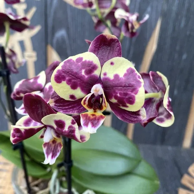 Phalaenopsis Lady Bug