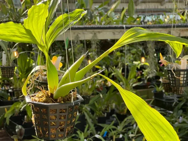 Coelogyne bilamellata