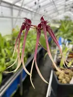 Bulbophyllum delitescens ‘Elite’s 1st’