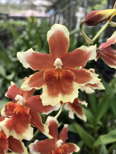 Osmoglossum Leopoldo