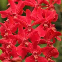 Renanstylis Bangkok Beauty 'Dusky'- AM