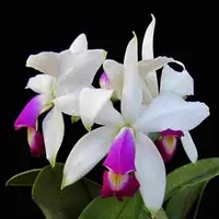 Cattleya violacea var. semi alba - AM - AOS