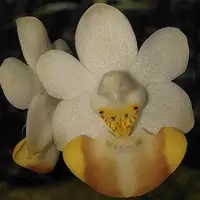 Phalaenopsis lobbii