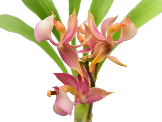 Mormodes rosea (Mormodes)
