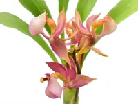 Mormodes rosea