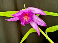 Thunia bensoniae