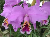 C. mossiae `Ed Patterson' (species) Meristem Orchid 2.5" Pot