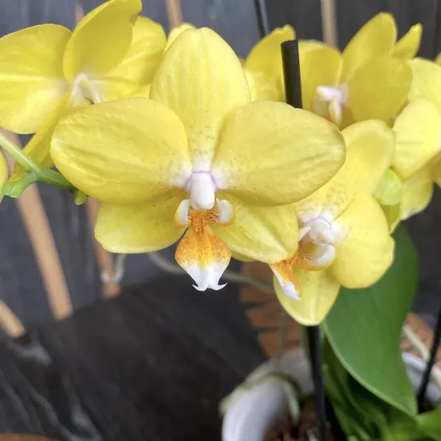 Phalaenopsis PH126 - Parfumata