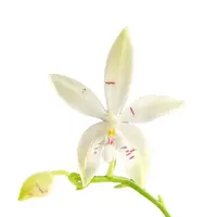 Phalaenopsis tetraspis ‘Fire’