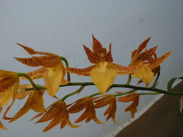 Adaglossum MANDARIN