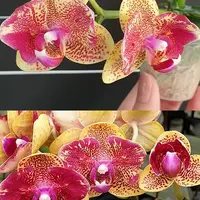 Phalaenopsis Sogo Vieker (peloric 2 eyes) 2.5"