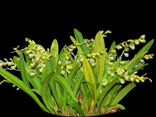 Stelis pilosa (Stelis)