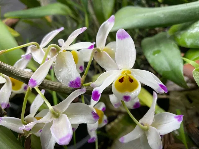 Dendrobium wardianum (Dendrobium)
