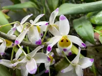 Dendrobium wardianum – Species – Mounted – Caramel Fragrance