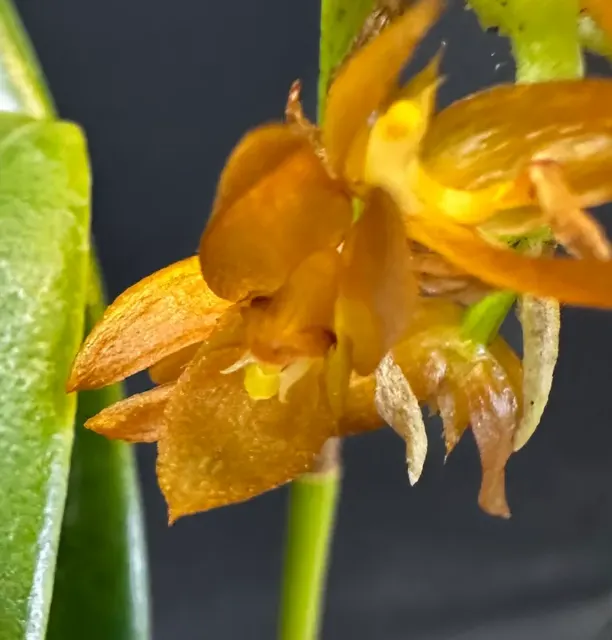 Bulbophyllum cupreum (Bulbophyllum)