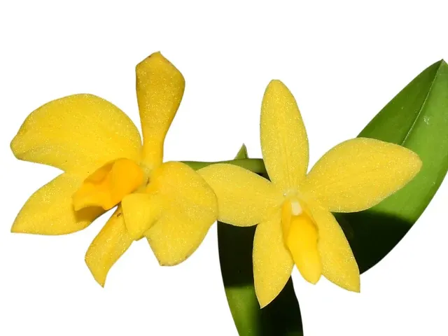 Cattleya coccinea f xanthina
