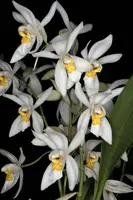 Coelogyne ochracea