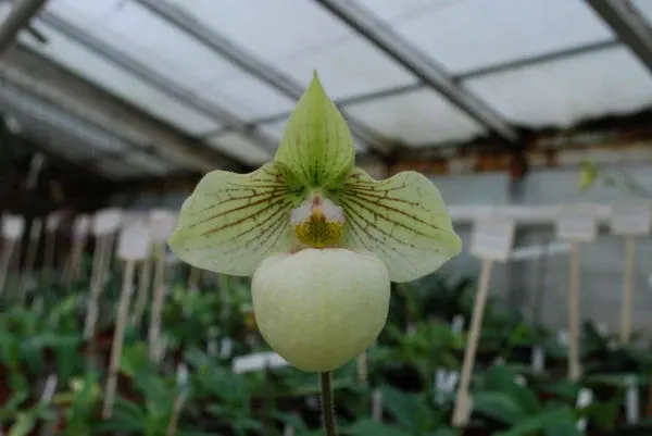 Paphiopedilum micranthum X jackii