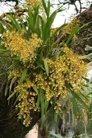 Oncidium sphacelatum