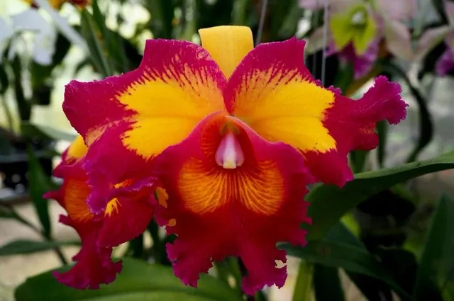 Rhyncholaeliocattleya Chunfong Queen