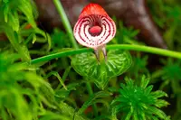 Corybas himalaicus