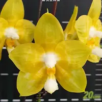 [Bare-root][Import AS-IS] #PA# Phal. Joy Spring Canary 'Joy' 喜悅金絲雀 [2.5" BS][Sept Preorder 26]