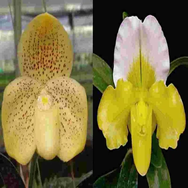 Paphiopedilum Wellesleyanum X Paph. Complex Green (Paphiopedilum)