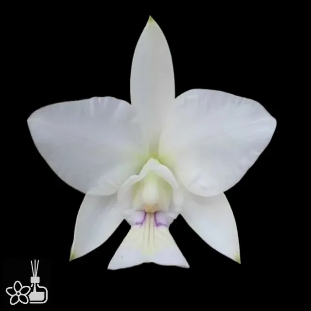 Cattleya nobilior 'semi alba'